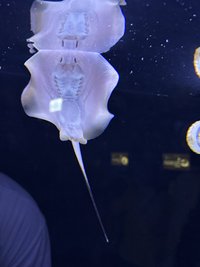 萱