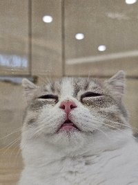 饅頭