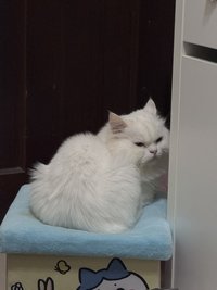 哈珀小貓咪