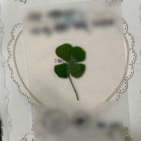 單一 打歌卡 逆應援 幸運草親簽