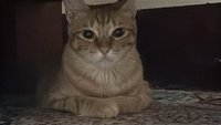 江江