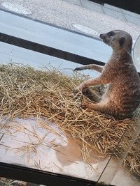 Mialin（請先私訊，再下單）