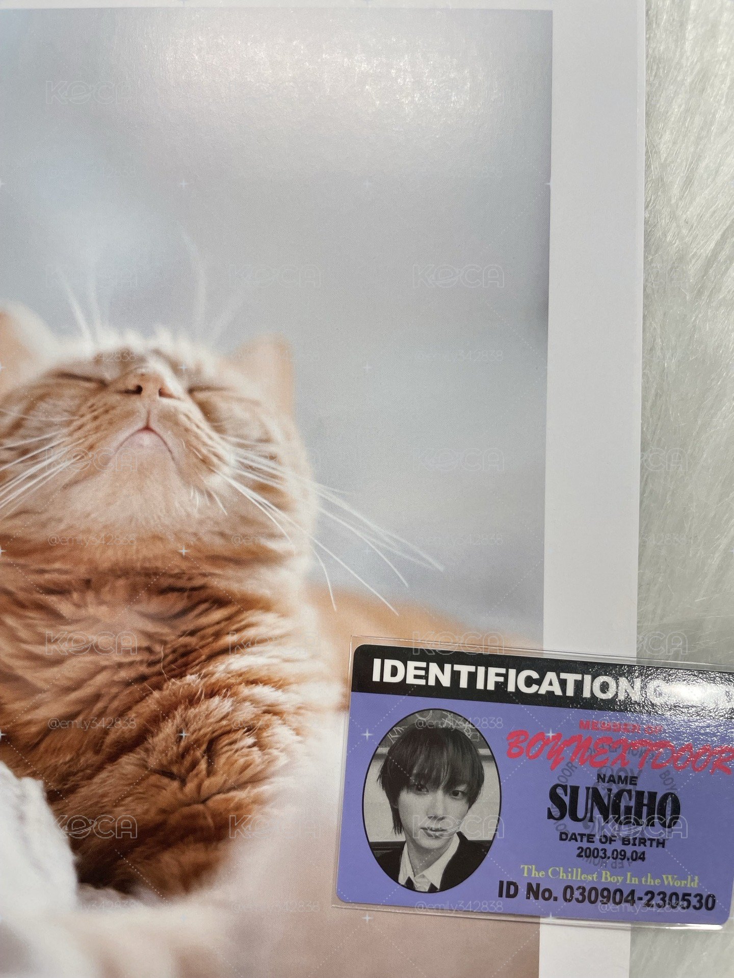 🍀【BND】🐈電子專專輯卡