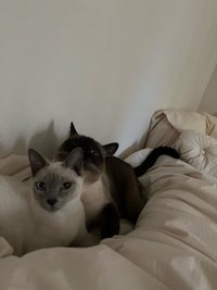 愛之味麥仔熊