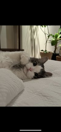 ≽^ㅇㅅㅎ^≼