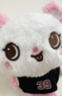 Steady 周邊卡 娃衣卡