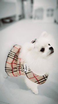 月危