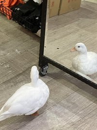 西西