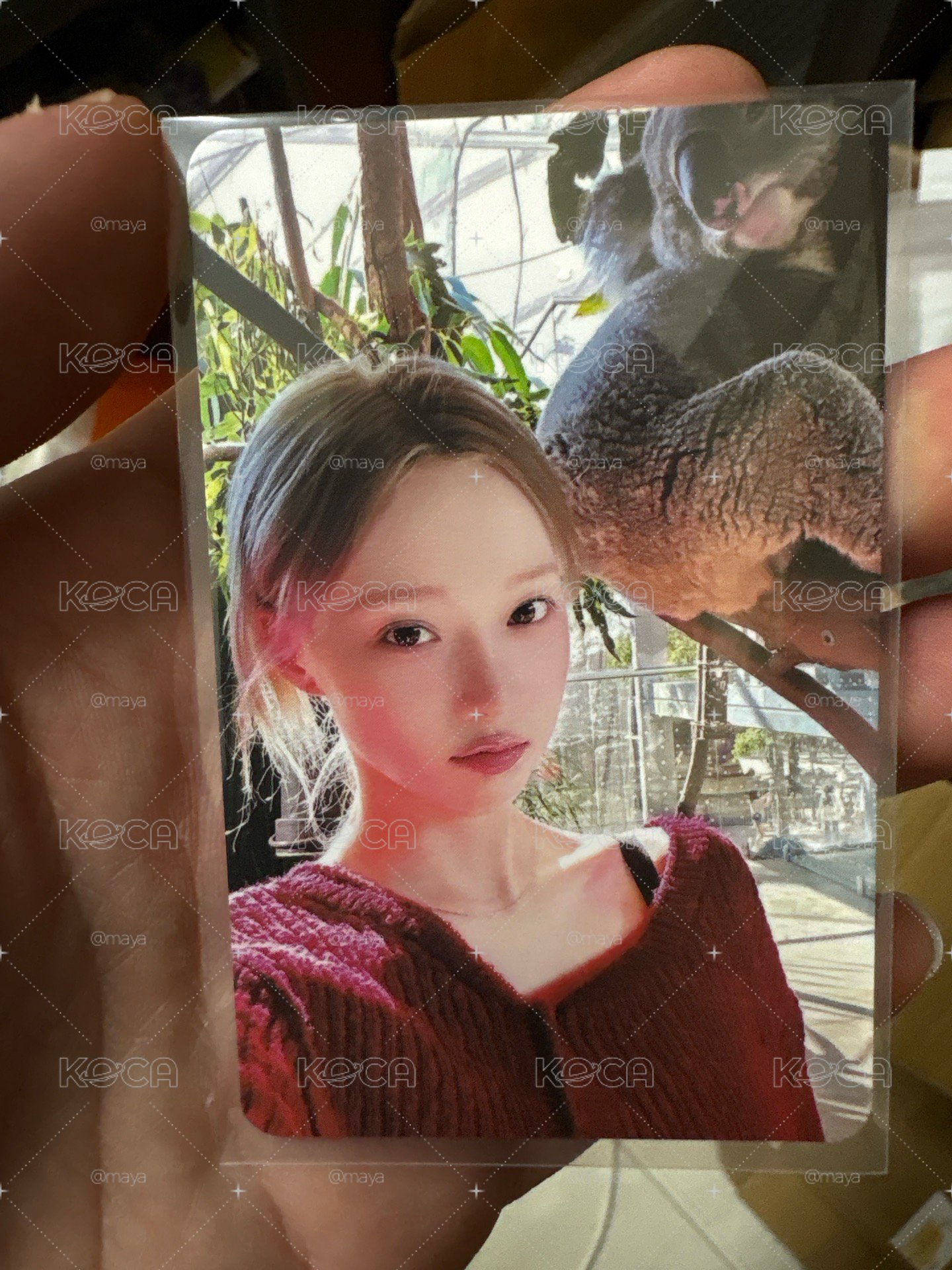四星冬 無尾熊冬