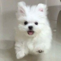 Bo