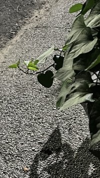 Ne