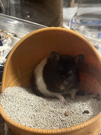 艾比