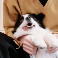 柒柒（目前不出貨~）（寒假期間不一定會出貨版）