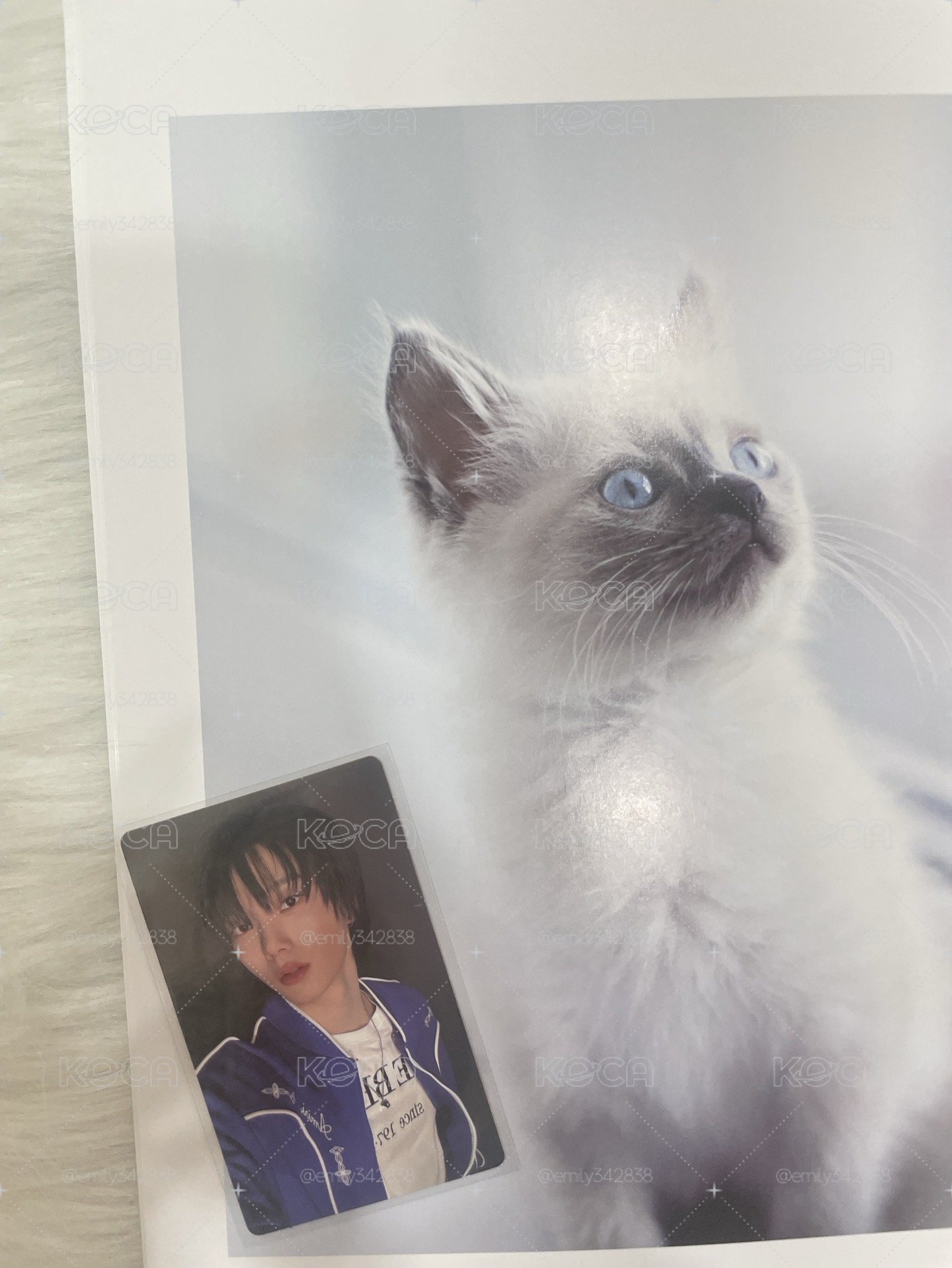 🍀【BND】🐈how! wvs預售特典卡