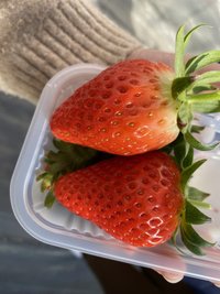 2/1-10不出貨請詳閱賣場說明 草莓很好吃