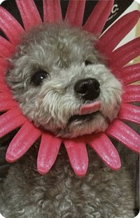 INVU 專輯卡 限量版 zero