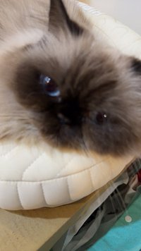 咻咻
