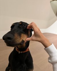 🐶