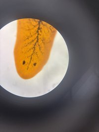 ᯠ ⦁֊⦁ ᯄ ੭ 