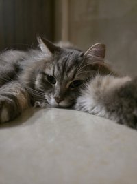 neko（單品$100以下免2%🤩）