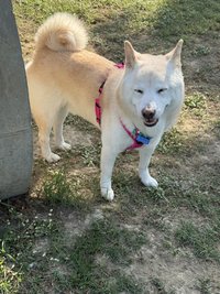 莎