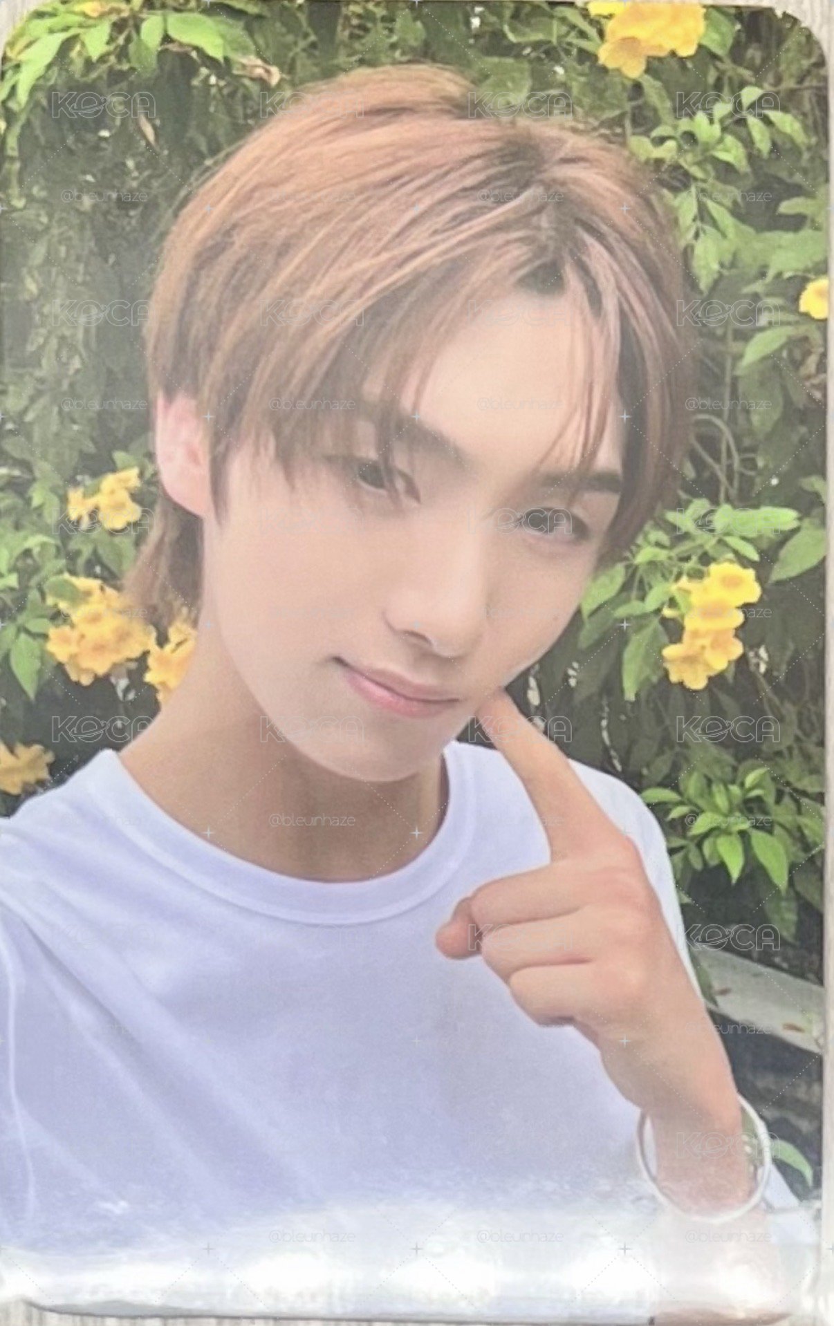 小黃花