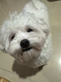 A han