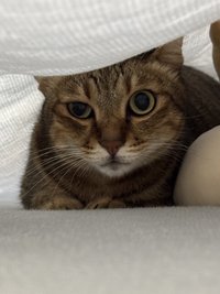 Onion_zh