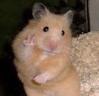 只賣現貨的小卡商