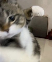 Tai