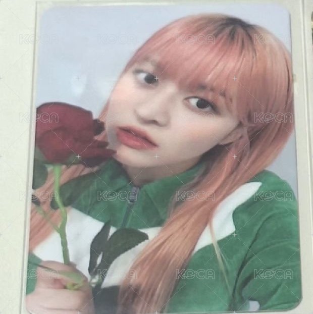 ms6玫瑰花