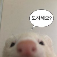 즈zz
