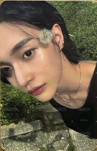 蒲公英彬