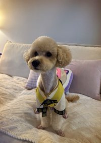 Bs（現貨3天內沒出貨可以私）