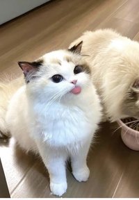 chiu（1/23-2/1期間需要下單的話 請先私訊！）