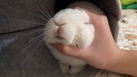 다비