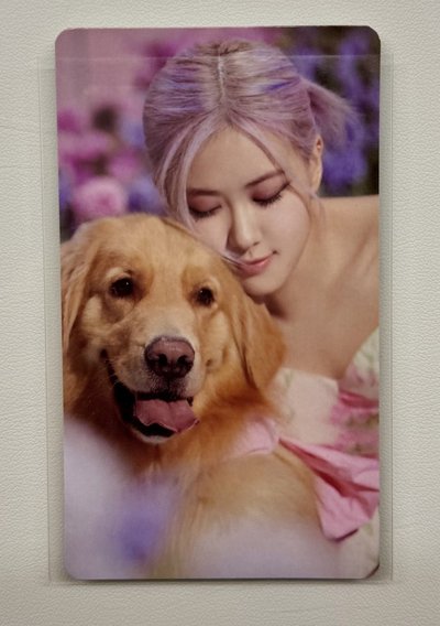 Blackpink blackpink 小卡 粉膠肉 青提肉 日鳥肉 狗狗肉 中山肉 福岡肉 首爾粉肉