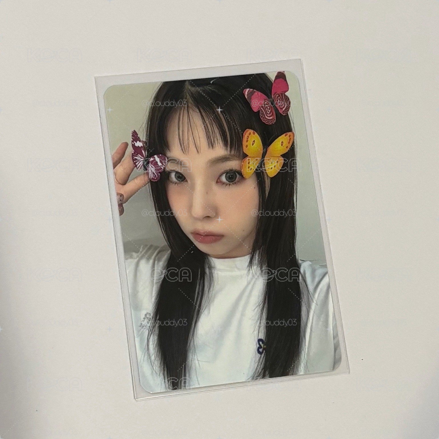 Ms蝴蝶圭