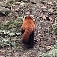 踢踢