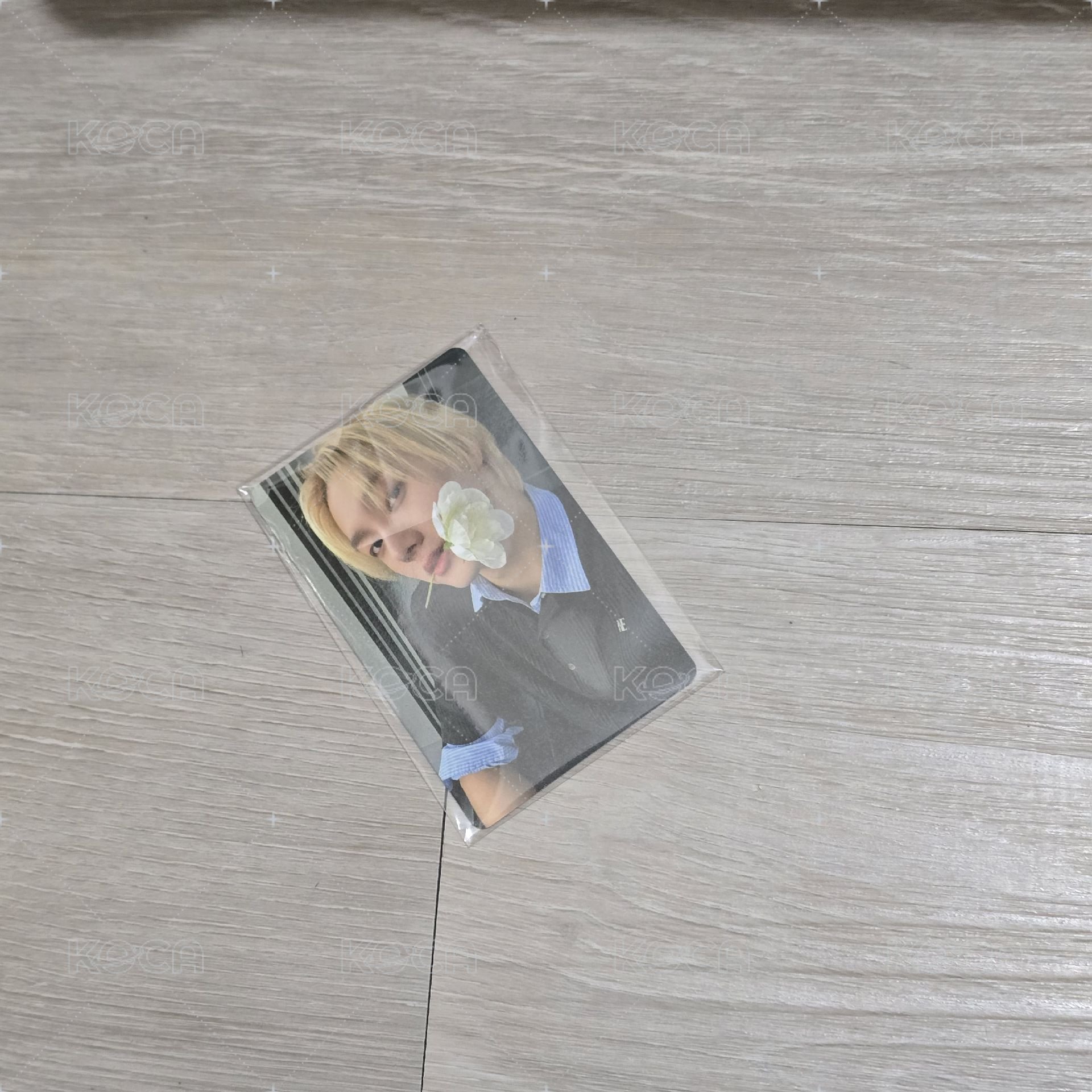 成淏 wvs特典