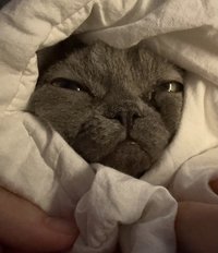 申留真金不怕火煉