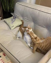 伊