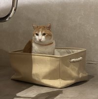 茶茶喜歡喝綠茶