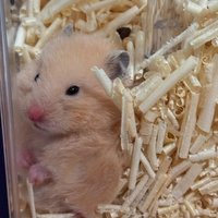 毛毛子