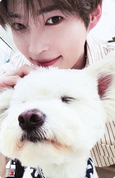 成韓彬 正規一狗狗卡