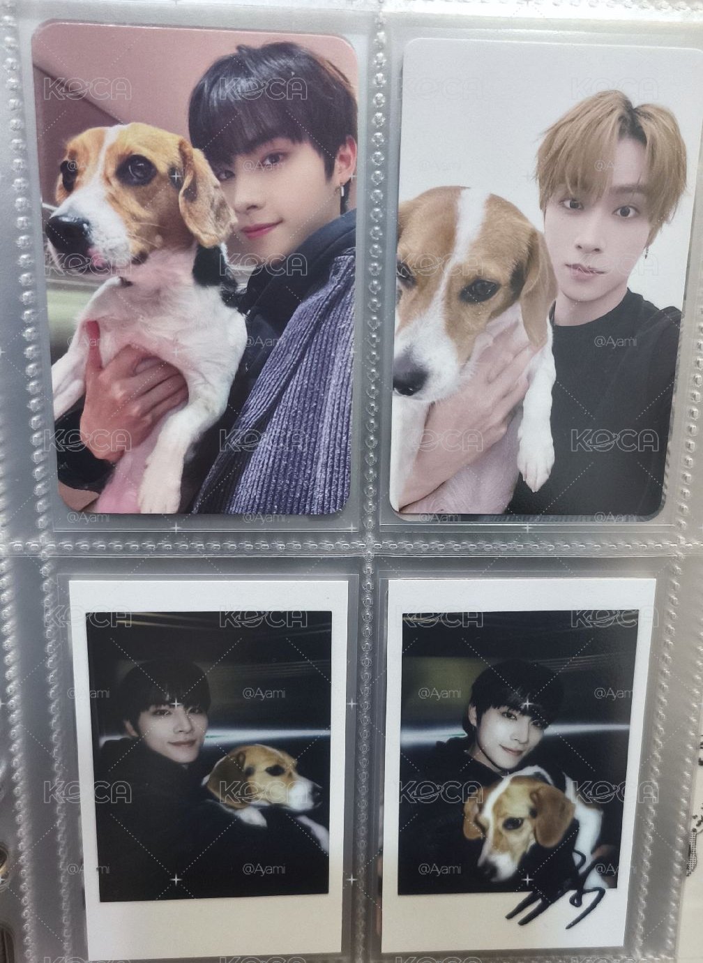 肖俊貝拉盤🐶