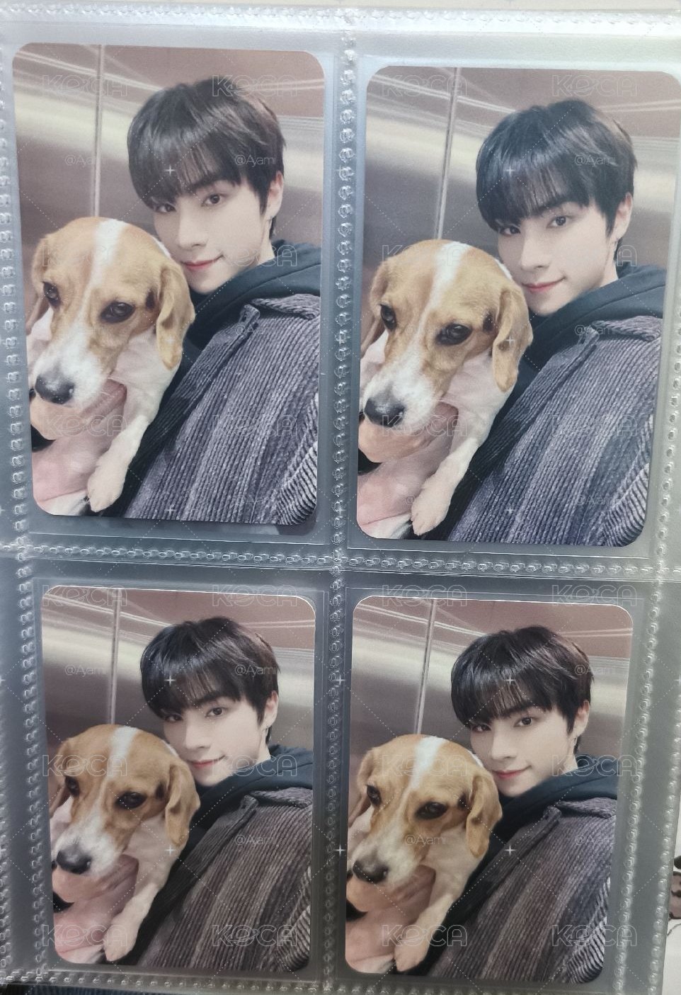 肖俊貝拉盤🐶