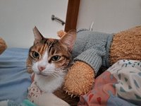 京