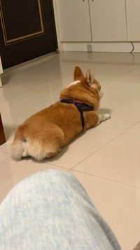 狼發爸