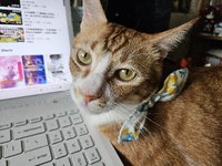 折紙